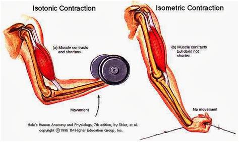 等張收縮(Isotonic contraction) - 小小整理網站 Smallcollation