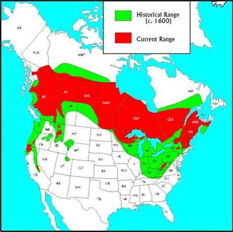 Fisher Species Profile: The Small, Predatory Mammal of the Northern U.S.