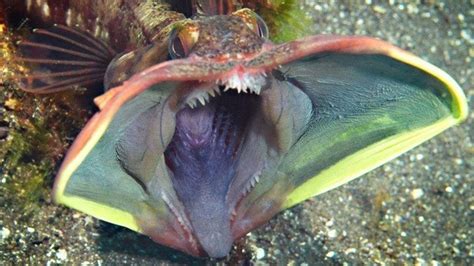 The Top 10 Creepiest Deep-Sea Creatures - Owlcation