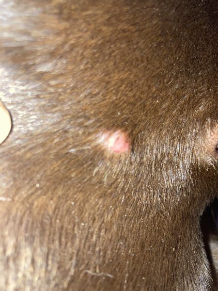 Possible histiocytoma? - Vet Help Direct