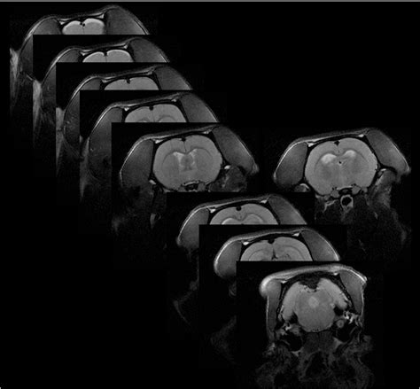 Figure 1 from Automatic cropping of MRI rat brain volumes using pulse ...