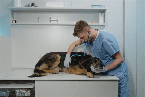 Diphacinone Poisoning In Dogs: Treatment Methods Unveiled