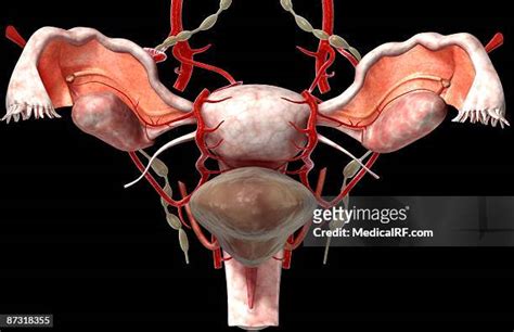 75 Fundus Of Uterus Stock Photos, High-Res Pictures, and Images - Getty ...