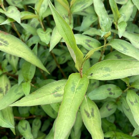 Vietnamese Coriander (Autumn) - Herb Plug Plants | Rocket Gardens