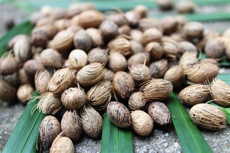 Areca Palm Tree Seeds Dypsis Lutescens Grow Your Own Palm | Etsy