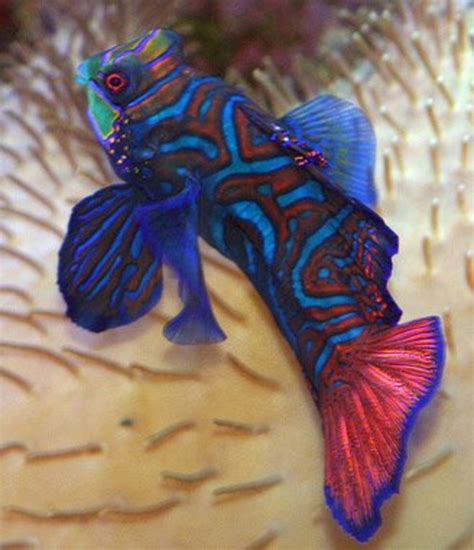 Mandarin Dragonet Fish Facts and Care - PetHelpful