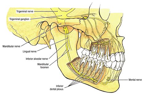 Dental Malpractice Central | Inferior Alveolar Nerve Anatomy