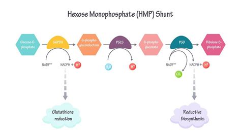 Premium Vector | Hexose monophosphate shunt pathway vector illustration ...