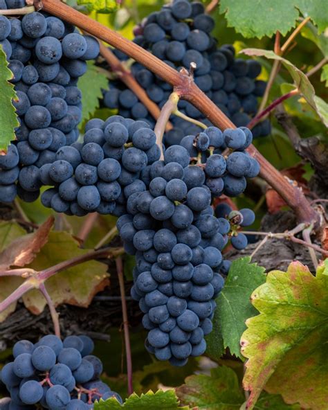 Tannat – Grape Varieties in the USA