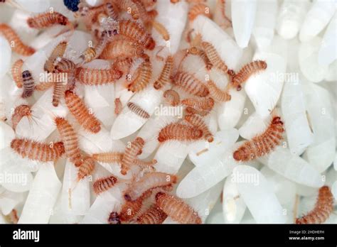 Larvae of Khapra beetle (Trogoderma granarium) on rice grains ...