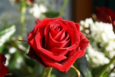 Fotos de rosas | Florpedia.com