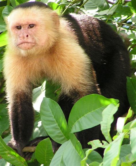 Panamanian White-headed Capuchin | Zoo tycoon movie Wikia | Fandom