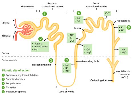 Loop Diuretics | Concise Medical Knowledge