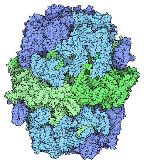 PDB-101: Molecule of the Month: Fatty Acid Synthase