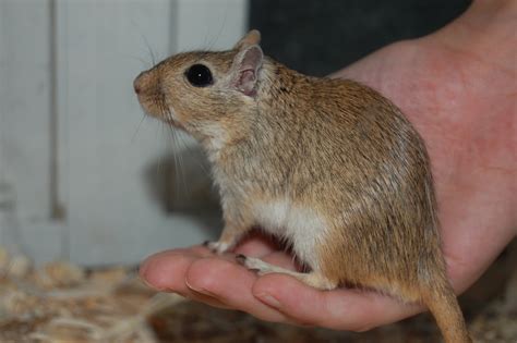 Sunshine Gerbils - Southeastern Pennsylvania gerbil breeder