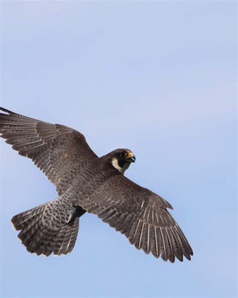 Peregrine Falcon Nesting and the Helpful Role of Climbers — Friends of ...