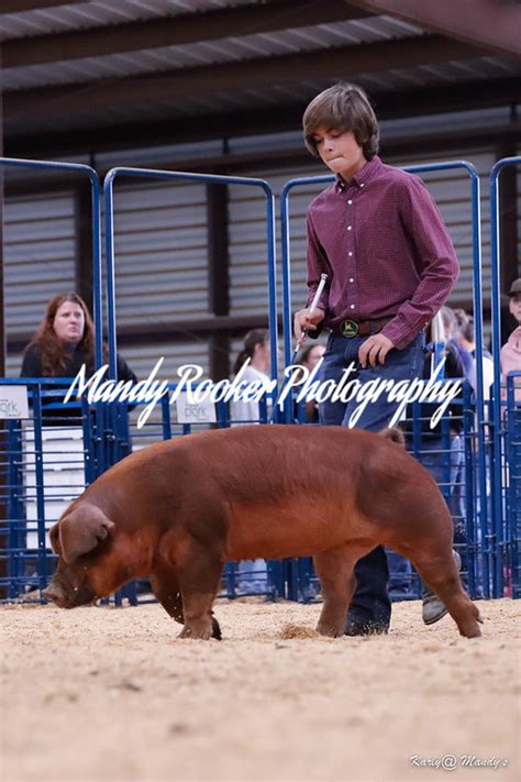 Market Hog Show - Mandy Rooker Photography