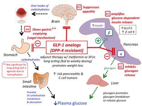 glp-1_analogs [TUSOM | Pharmwiki]