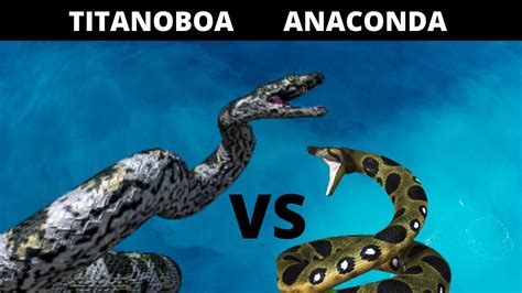 Titanoboa VS Anaconda in English: Which one would win in a fight? - YouTube