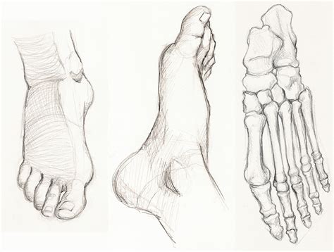 Figure Drawing and Anatomy: Foot Studies