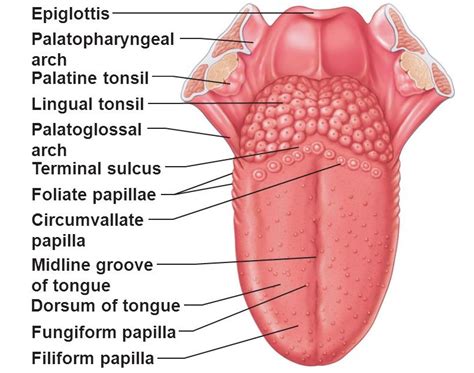 Enlarged Circumvallate Papillae Pictures, Causes, Treatment, Cancer ...