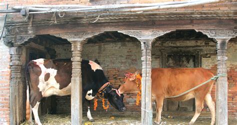 National Animal of Nepal, Cow - Some Interesting Facts