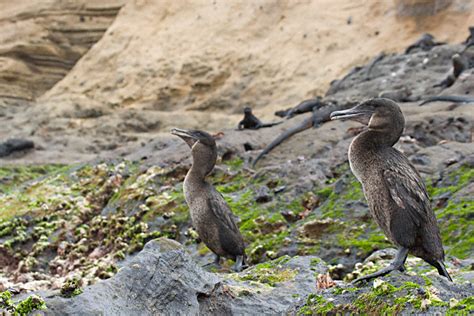 Flightless Cormorant (Phalacrocorax harrisi)