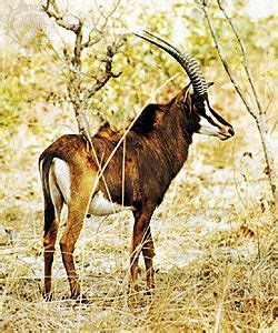 Sable antelope | African Mammal, Conservation Status & Habitat | Britannica