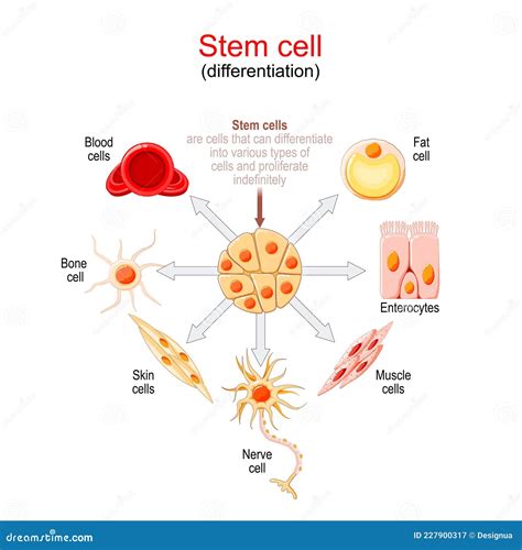 Stem cell differentiation stock vector. Illustration of biological ...