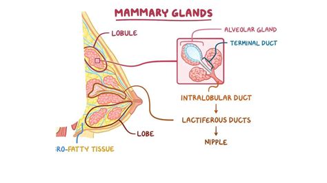 Mammary gland histology: Video, Anatomy & Definition | Osmosis