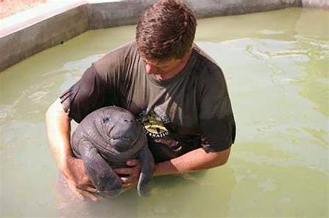 Cuban fishermen nurse injured baby manatee with cow's milk - Democratic ...