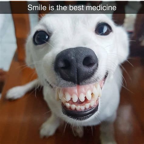 Dog Memes Funny Teeth