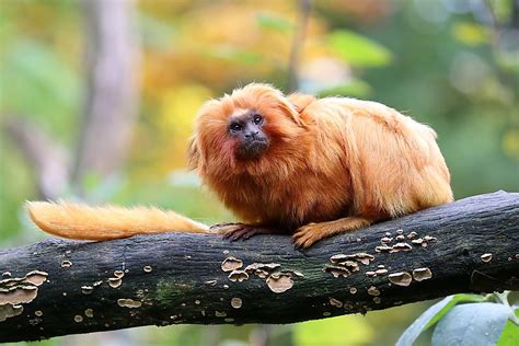 Golden Lion Tamarin Facts: Animals of South America - WorldAtlas