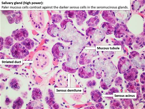 Sublingual Salivary Gland Histology Labeled