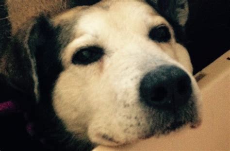 Dog Who Was Homeless For 10 Years Moves Into A Warm, Loving Home | HuffPost