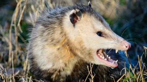 Are Possums Mean To Dogs