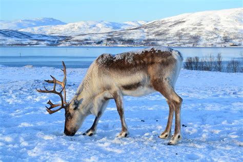 Tromsø Arctic Reindeer: Where You Can Meet Reindeer