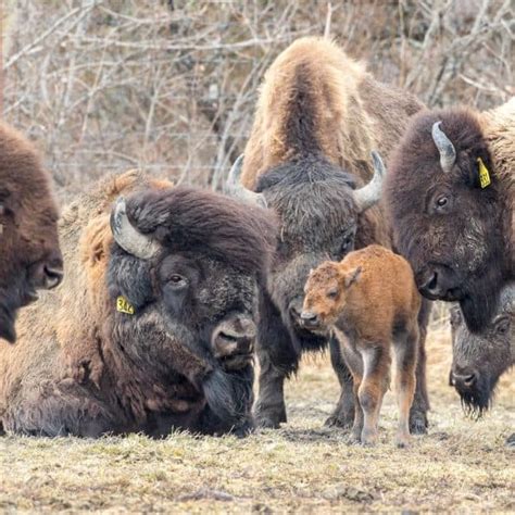 Wood Bison - Alaska Wildlife Conservation Center