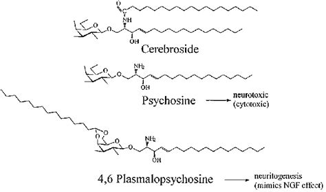 Structures of cerebroside (-galactosylceramide), psychosine ...