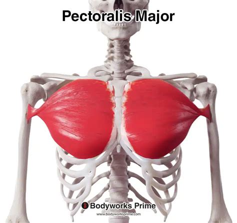 Pectoralis Major Muscle Anatomy - Bodyworks Prime