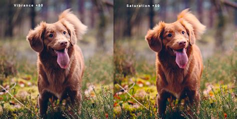 Vibrance vs Saturation in Photography (Which One to Use)