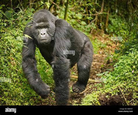 Charging blackback Mountain Gorilla (Gorilla beringei beringei Stock ...