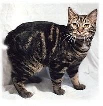 Manx cat - Wikiwand