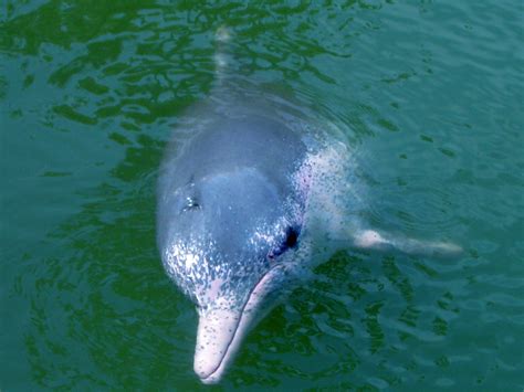 New Dolphin Species Found in Australian Waters | Biology | Sci-News.com