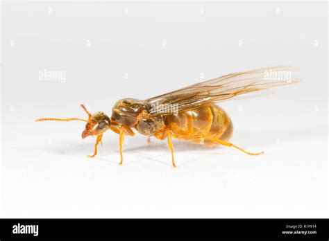 Yellow Meadow ant (Lasius flavus) winged queen photographed on a white ...