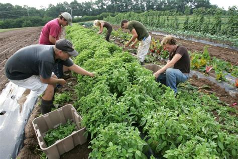 Organic farming can feed the world — until you read the small print ...