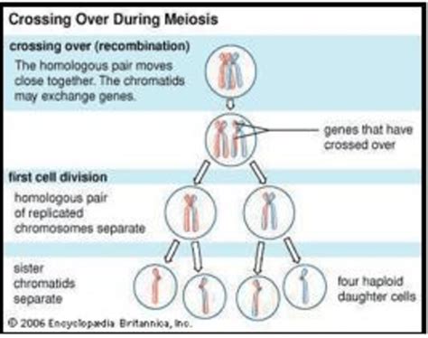 Crossing over during Meiosis, forming four haploid daughter cells (half ...