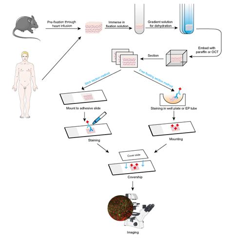 Immunofluorescence Guide - Creative Diagnostics