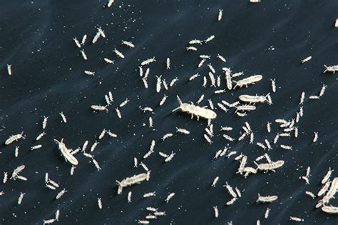 How to Identify and Manage Springtails - Public Health