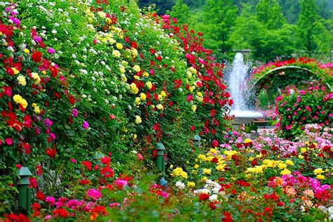 Garden flowers, fountain, lovely, greenery, bonito, park, roses, trees ...